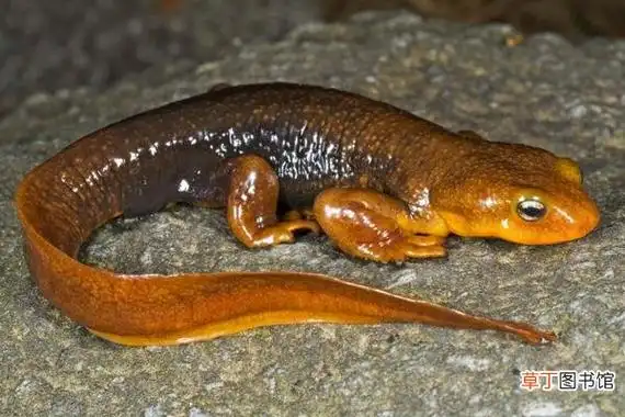 蝾螈有毒吗,蝾螈吃鱼吗