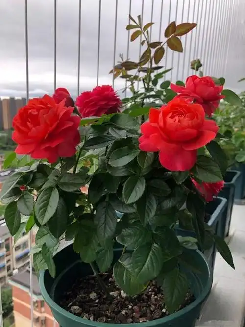 香奈儿阳台,很值得拥有的盆栽月季,花朵又美又香,四季都开花!