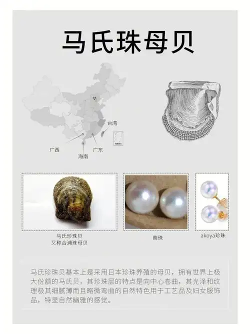 珍珠之你了解马氏贝海水珍珠母贝吗八