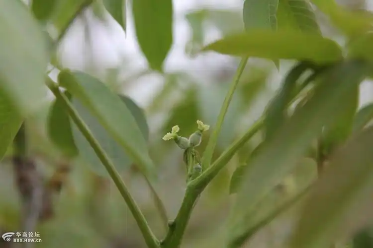 雌雄异花的核桃花