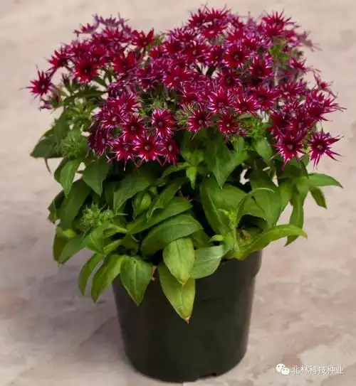 春季新品小盆栽1—星状福禄考