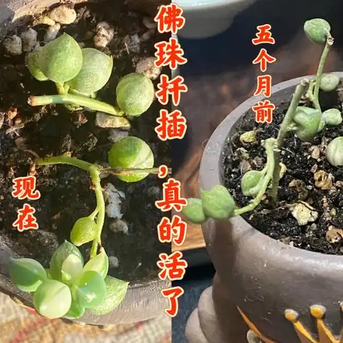 佛珠时隔五个月真的扦插活了还出锦