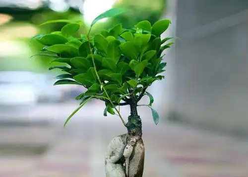 小榕树生长气生根,新叶蹭蹭长,枝叶翠绿长爆盆!