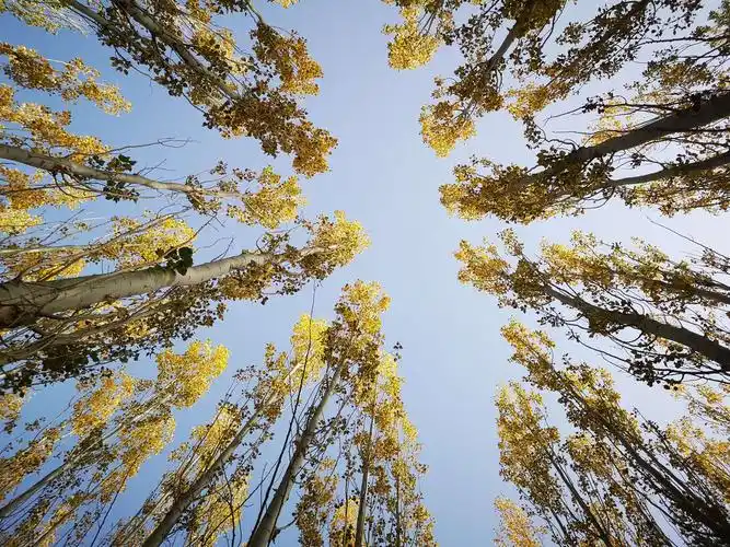 白杨树——极不平凡的树(huaweip20pro)