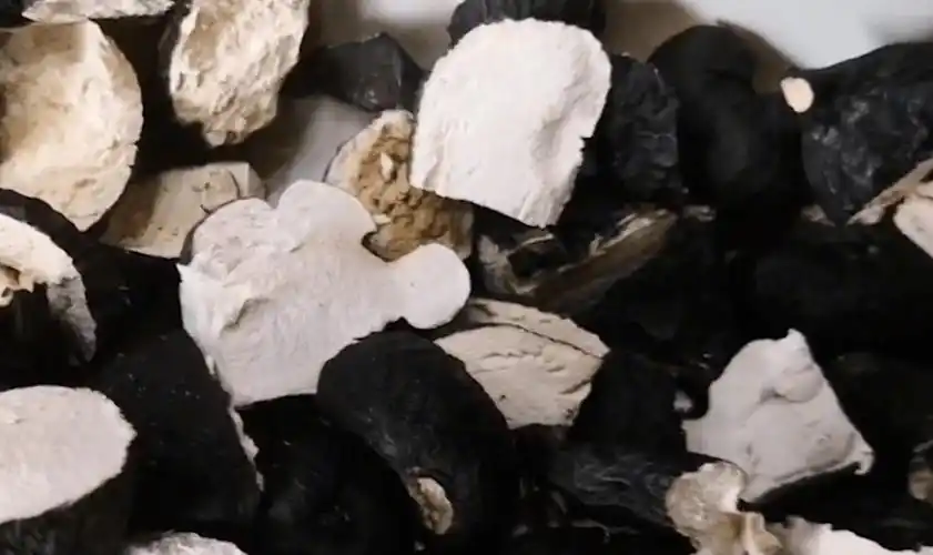 白蚁培育出的菌类"大熊猫",一斤价格高达10万,为何