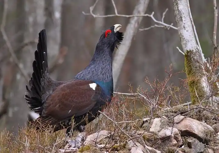 p>松鸡(学名: i>tetrao urogallus /i>):是 a target="_blank" href=