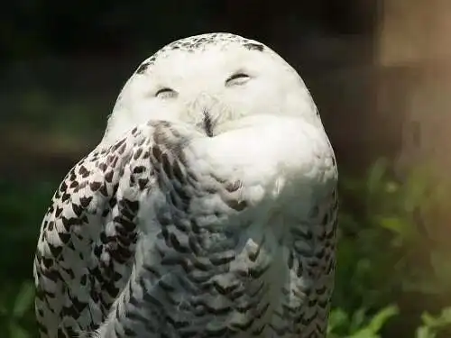 yuer的相册雪鸮buboscandiaca