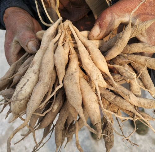 广西现挖新鲜大天冬去根野生天门冬泡水泡煲汤天门冬