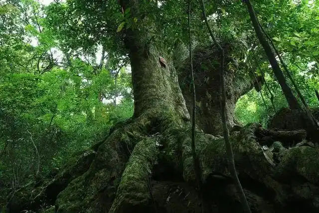 既然金丝楠木那么值钱,还是皇家专用木材,为何没有人专门种植?