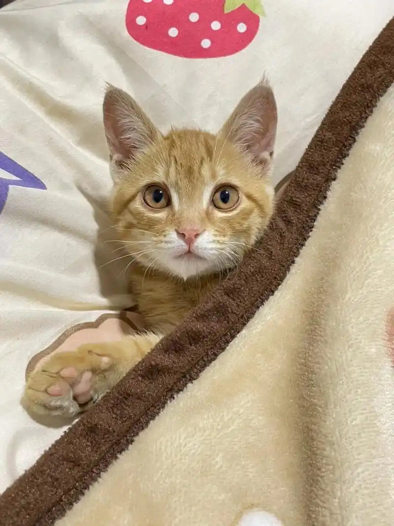 一只橘猫叫炸弹97 最近睡觉姿势越来越像个人了09 #记录猫 - 抖音