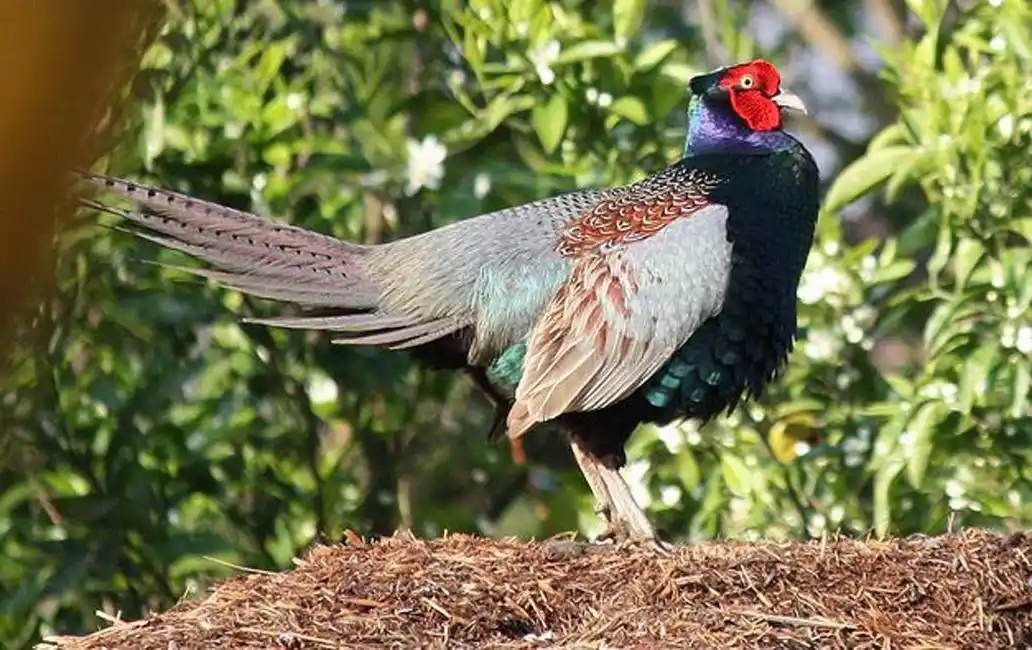 你真的了解绿雉吗?给大家科普一下