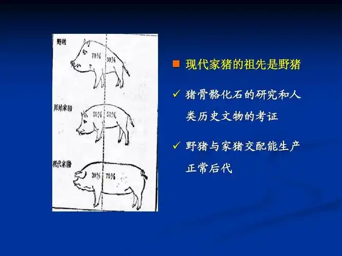 现代家猪的祖先是野猪   猪骨骼化石的研究和人 类历史文物的考证