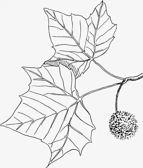 法国梧桐树叶的简笔画