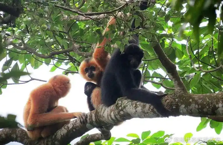 海南霸王岭国家级自然保护区里的长臂猿.李文勇摄