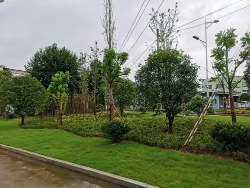 明招路绿化道路提升改造工程竣工验收