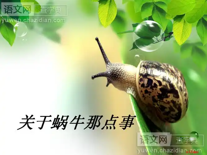 蜗牛精品课件