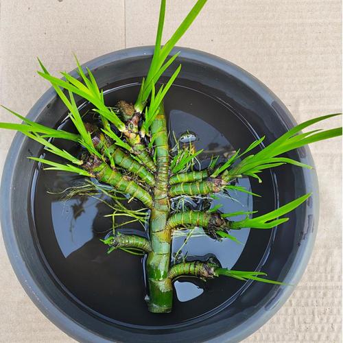 菖蒲水生植物花卉绿植水培微景观阳台龟缸水养盆栽盆景庭院绿植 根长