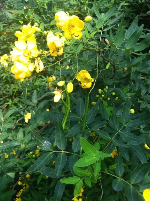 这是什么豆科植物?