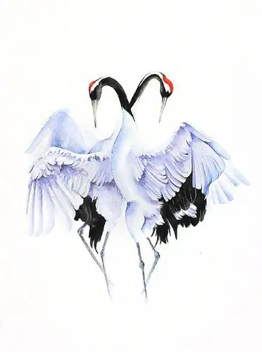 波兰艺术家karolinakijakb鸟类水彩画作品丹顶鹤图片合集