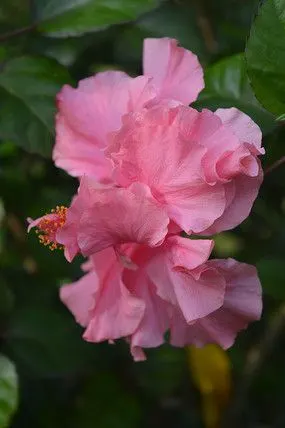 粉红重瓣扶桑花