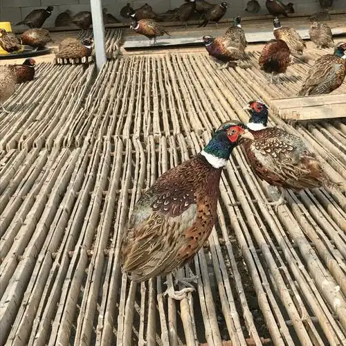 野鸡苗批发山鸡苗 小鸡苗纯种野鸡种苗生态放养鸡种 量大包邮图片
