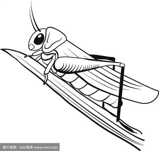 蝗虫,卡通,摆拍,蚱蜢,农业