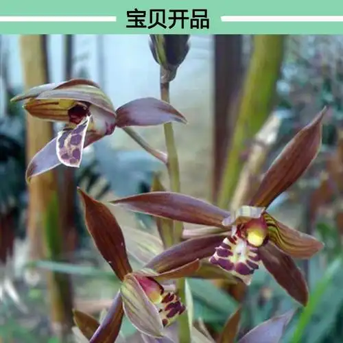 墨兰企黑名贵兰花苗浓香好养活兰花 黄金小神童10-12苗 不含盆