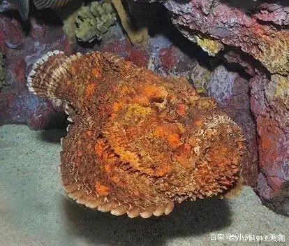 石头鱼有剧毒,为什么还有那么多人吃呢?