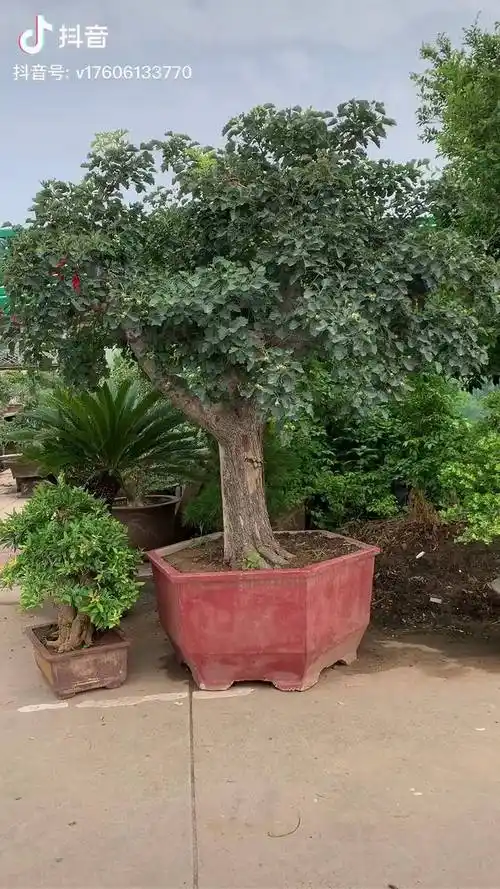 大型山楂盆景百年老桩一家吃不完