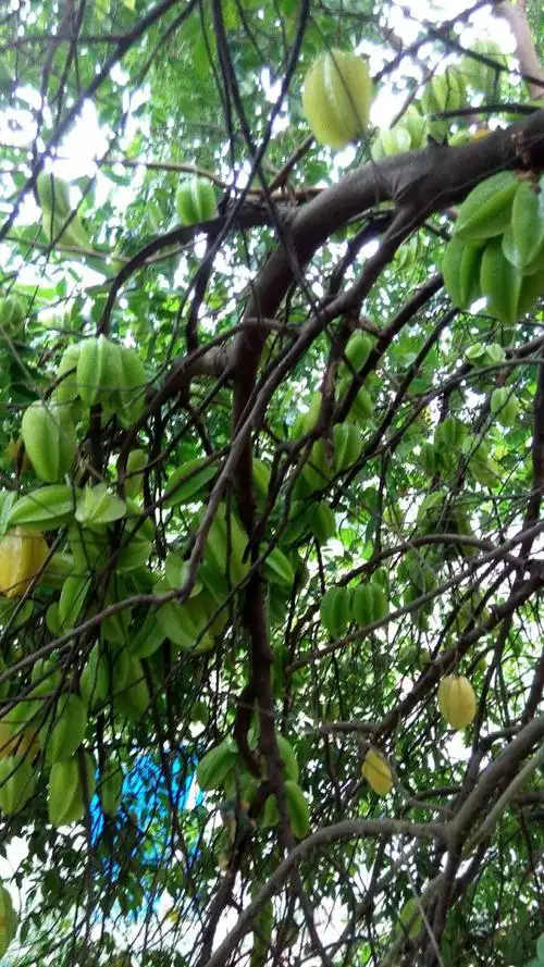 中和古镇美食系列东坡风骨之一东坡杨桃肉丝