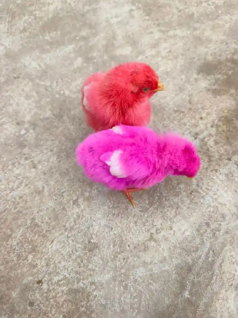 养着养着就长大了00.#彩色小鸡 - 抖音