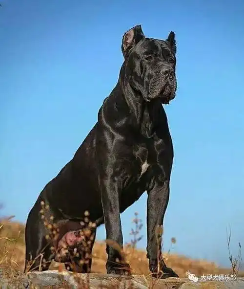 大型犬魅力之卡斯罗犬美图震撼来袭