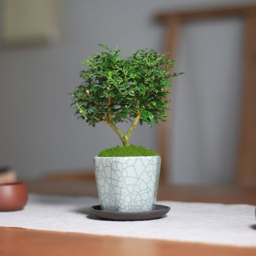 达摩小叶九里香迷你小盆栽植物室内好养窗台客厅四季花卉微型盆景