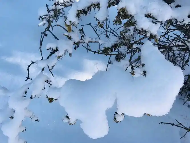 冬雪之美,冬日里最美的风景