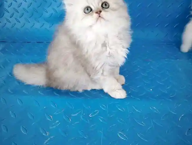 银色是妹妹,金色是弟弟!