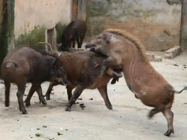 家猪和野猪也能杂交生出来的特种野猪长啥样