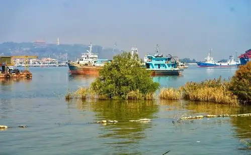 海鸥岛位于广州番禺区石楼镇,是珠三角内独一无二的绿色生态岛屿,地处