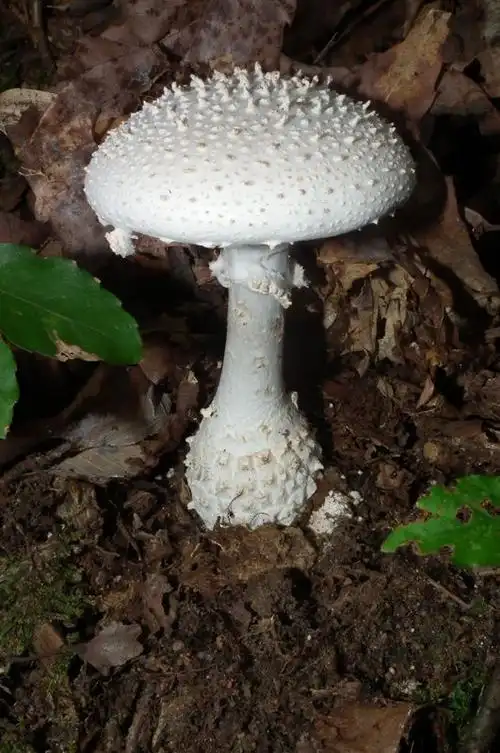 在山上摘到两种蘑菇,请问名称,十万火急,晚了我就吃了