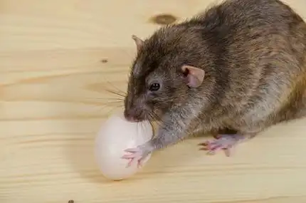 老鼠吃汤圆图片