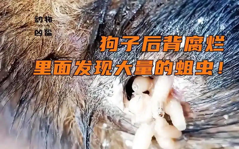 狗子后背腐烂,处理伤口时发现大量马蝇幼虫!