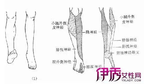【图】大腿根部疼痛是怎么回事 六步教你缓解疼痛