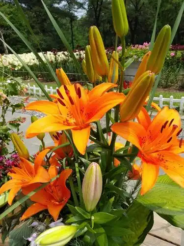 喜欢花草树木,在闲情的光阴里,过生活,赏风景.