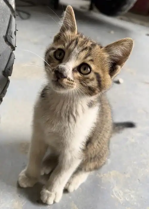 小狸花流浪猫找主人无偿领养