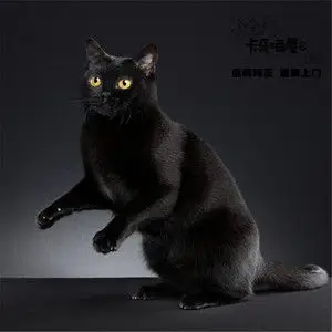 孟买纯种幼猫活体赛级宠物猫纯黑色孟加拉猫小黑豹招财辟邪镇宅猫