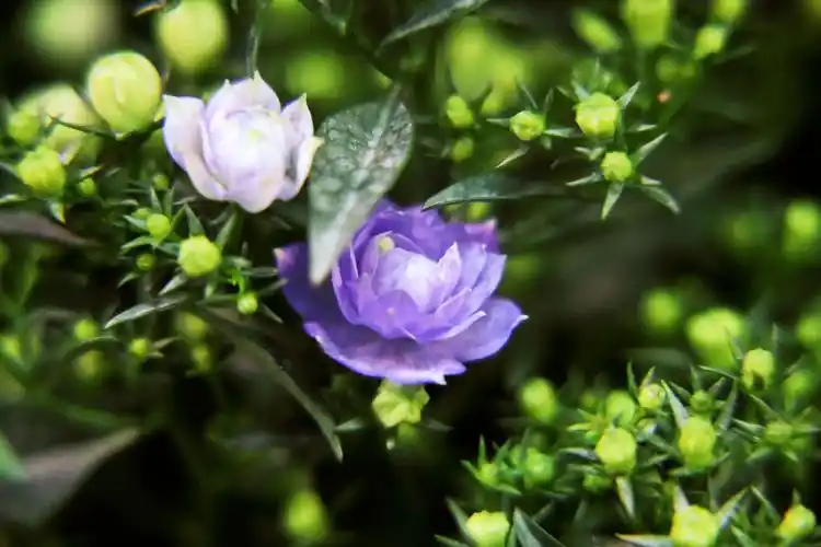 首发丹麦风铃草