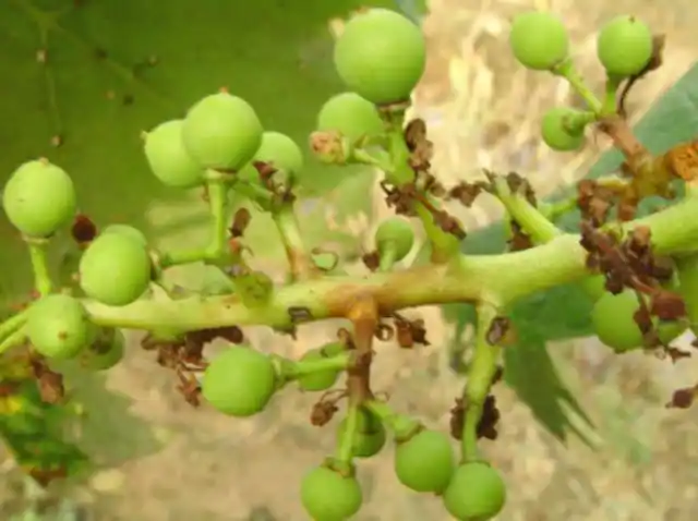 还有一些病害同样会为害葡萄的穗轴,如房枯病,灰霉病,霜霉病等,除房枯