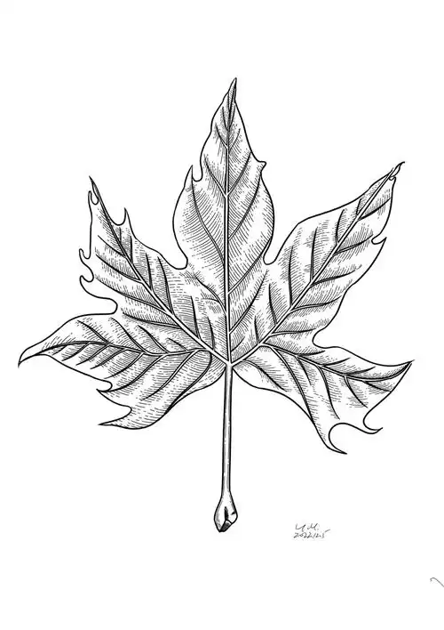 控笔训练 91/100枫叶93|附过程 附原图  很喜欢临摹这种钢笔画