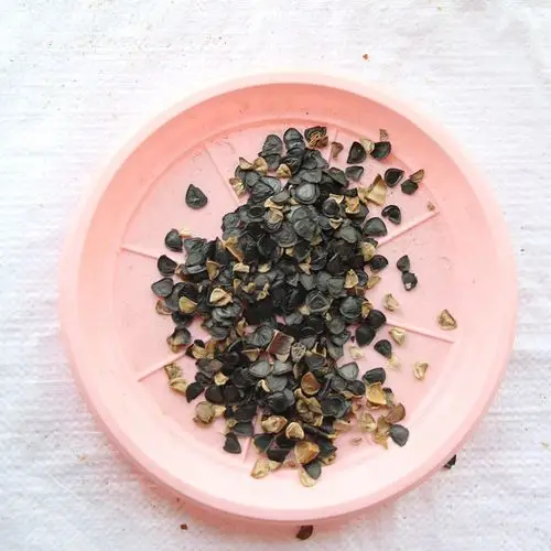 剑麻种子 凤尾兰种子 龙舌兰种子 当年新采 剑麻种子 树籽 易种植