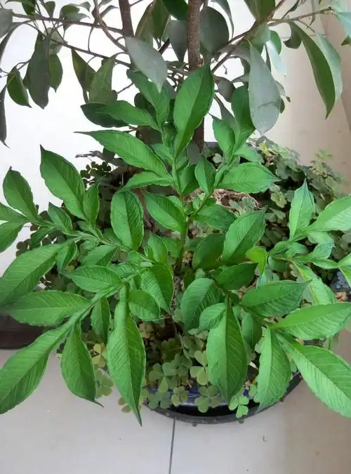 请问这个是什么植物?感谢!它的枝干上有花纹