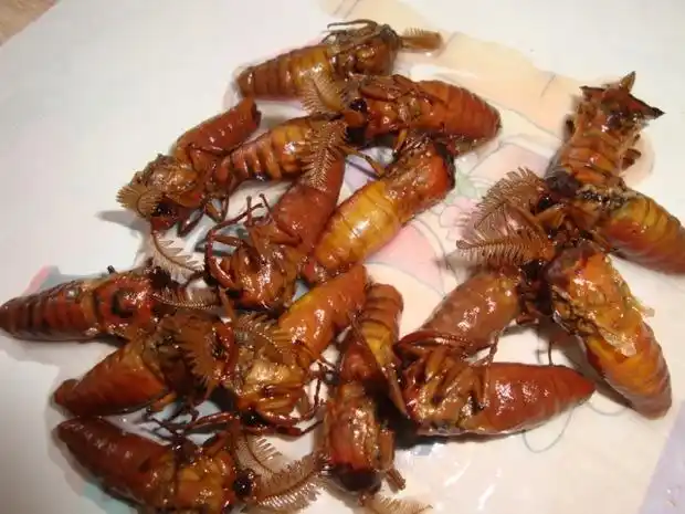 供应雄蚕蛾粉雄蚕蛾浓缩粉雄蚕蛾纯粉